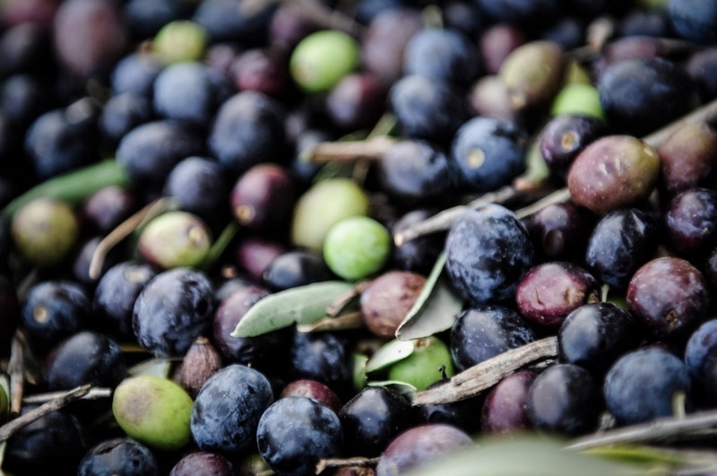 Le fasi della lavorazione dell olio Extra Vergine di Oliva toscano 7